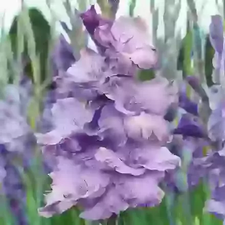 Milka